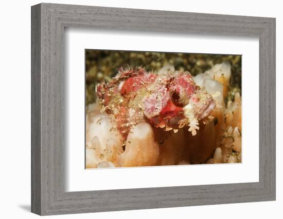 Tassled Scorpionfish-Hal Beral-Framed Photographic Print