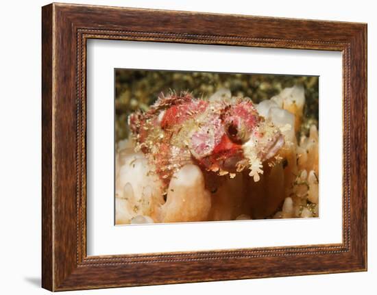 Tassled Scorpionfish-Hal Beral-Framed Photographic Print