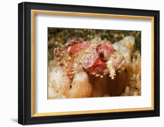 Tassled Scorpionfish-Hal Beral-Framed Photographic Print