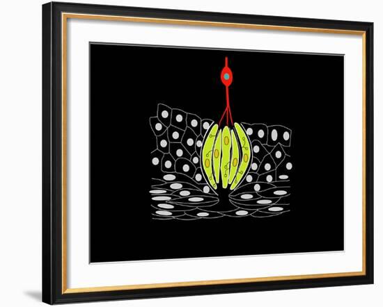 Taste Bud Anatomy, Artwork-Francis Leroy-Framed Photographic Print