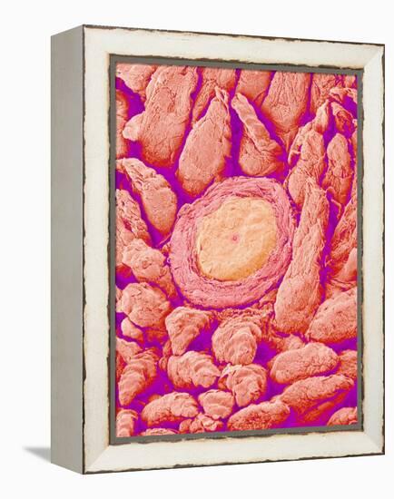 Taste bud cell and tongue filiform papillae of a rabbit magnified x300-Micro Discovery-Framed Premier Image Canvas