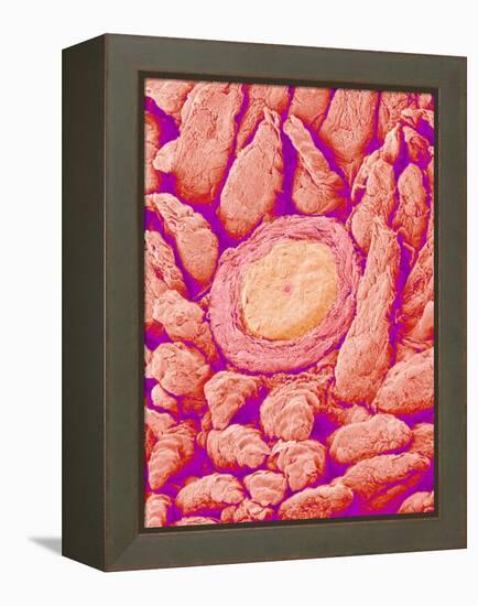 Taste bud cell and tongue filiform papillae of a rabbit magnified x300-Micro Discovery-Framed Premier Image Canvas