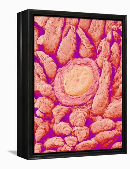 Taste bud cell and tongue filiform papillae of a rabbit magnified x300-Micro Discovery-Framed Premier Image Canvas