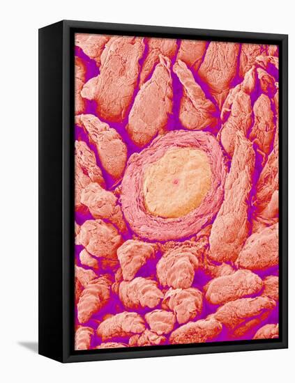 Taste bud cell and tongue filiform papillae of a rabbit magnified x300-Micro Discovery-Framed Premier Image Canvas