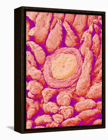 Taste bud cell and tongue filiform papillae of a rabbit magnified x300-Micro Discovery-Framed Premier Image Canvas