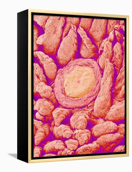 Taste bud cell and tongue filiform papillae of a rabbit magnified x300-Micro Discovery-Framed Premier Image Canvas