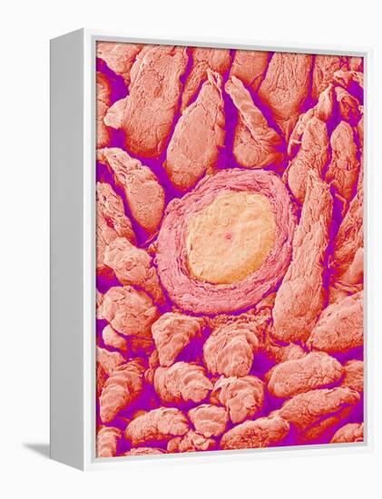 Taste bud cell and tongue filiform papillae of a rabbit magnified x300-Micro Discovery-Framed Premier Image Canvas