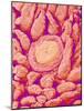 Taste bud cell and tongue filiform papillae of a rabbit magnified x300-Micro Discovery-Mounted Photographic Print