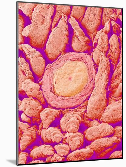 Taste bud cell and tongue filiform papillae of a rabbit magnified x300-Micro Discovery-Mounted Photographic Print