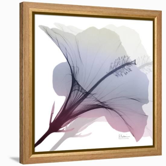 Tasty Grape Hibiscus 2-Albert Koetsier-Framed Stretched Canvas