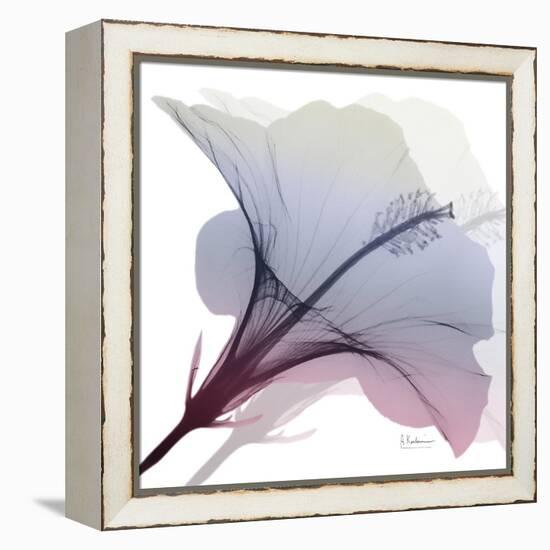 Tasty Grape Hibiscus 2-Albert Koetsier-Framed Stretched Canvas