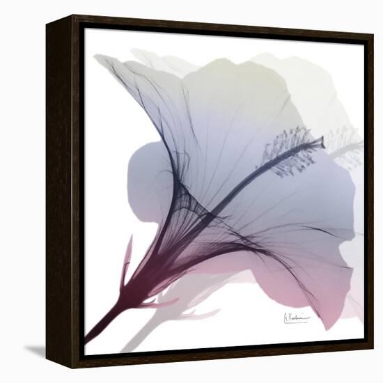 Tasty Grape Hibiscus 2-Albert Koetsier-Framed Stretched Canvas