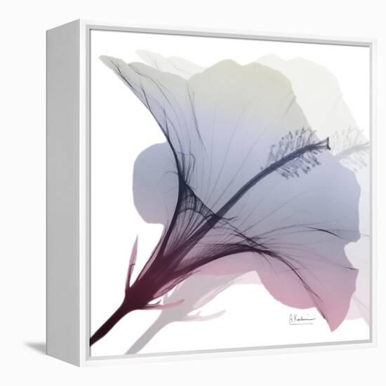 Tasty Grape Hibiscus 2-Albert Koetsier-Framed Stretched Canvas