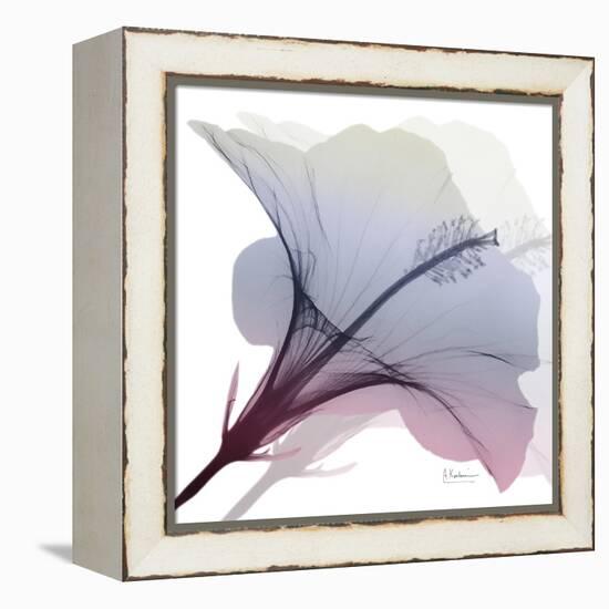 Tasty Grape Hibiscus 2-Albert Koetsier-Framed Stretched Canvas