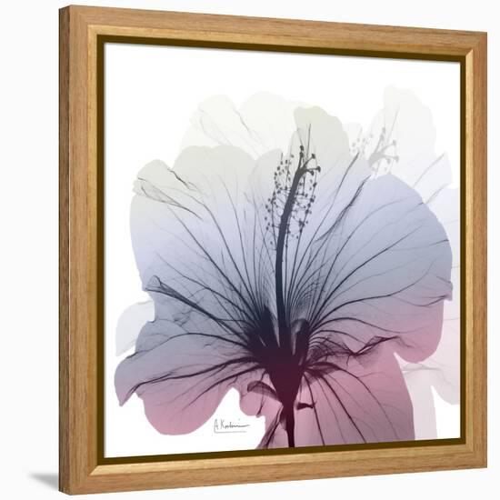 Tasty Grape Hibiscus-Albert Koetsier-Framed Stretched Canvas