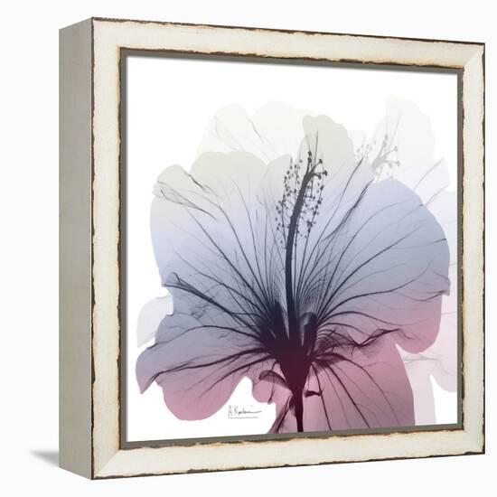 Tasty Grape Hibiscus-Albert Koetsier-Framed Stretched Canvas