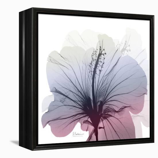 Tasty Grape Hibiscus-Albert Koetsier-Framed Stretched Canvas