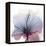 Tasty Grape Hibiscus-Albert Koetsier-Framed Stretched Canvas