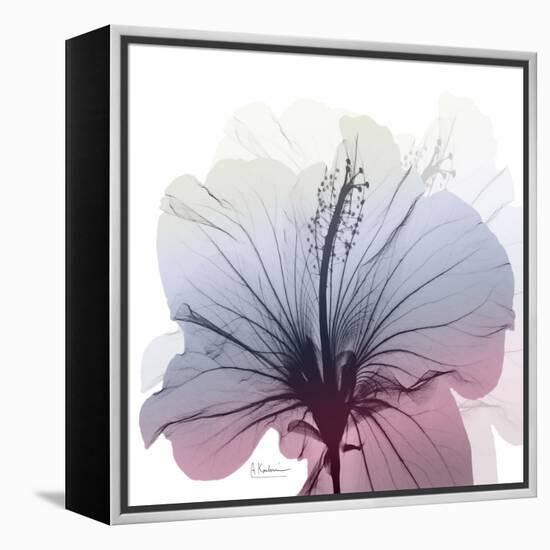 Tasty Grape Hibiscus-Albert Koetsier-Framed Stretched Canvas