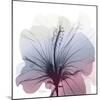 Tasty Grape Hibiscus-Albert Koetsier-Mounted Art Print