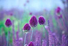 Chive Herb Flowers - Allium Sphaerocephalon on Beautiful Blur Background.-Tatiana Belova-Framed Photographic Print