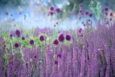 Chive Herb Flowers - Allium Sphaerocephalon on Beautiful Blur Background.-Tatiana Belova-Framed Photographic Print