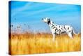 Stretched Canvas Print