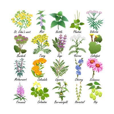 Medicinal and Healing Herbs Collection. Hand Drawn Set of