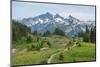 Tatoosh Range and Skyline Trail, Mount Rainier National Park, Washington State-Alan Majchrowicz-Mounted Photographic Print