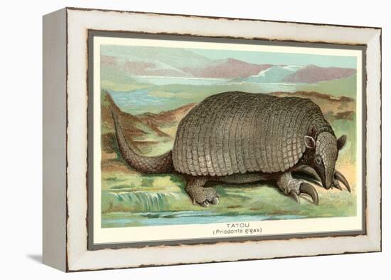 Tatou Armadillo-null-Framed Stretched Canvas