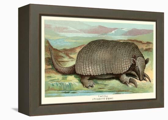 Tatou Armadillo-null-Framed Stretched Canvas