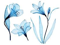 Watercolor Drawing. Set of Transparent Blue Flowers Alstroemeria, Lily. Airy Transparent Flowers, X-Tatyana Goncharuk-Premium Photographic Print
