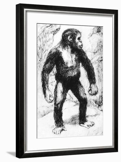 Taungs Ape-Man-null-Framed Giclee Print