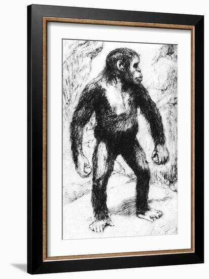 Taungs Ape-Man-null-Framed Giclee Print