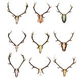 Collection of Red Deer Trophies-taviphoto-Framed Photographic Print