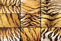 Collection of Tiger Fur Closeups-taviphoto-Photographic Print