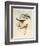 Tawny-Bellied Babbler (Dumetia Hyperythra)-John Gould-Framed Giclee Print