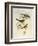 Tawny-Bellied Babbler (Dumetia Hyperythra)-John Gould-Framed Giclee Print