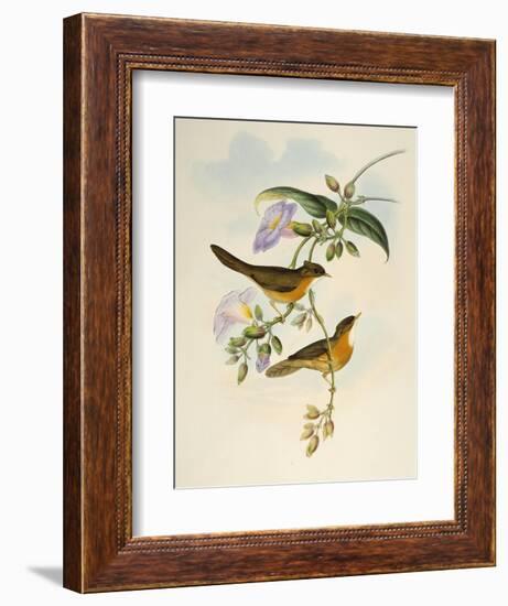 Tawny-Bellied Babbler (Dumetia Hyperythra)-John Gould-Framed Giclee Print