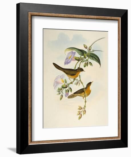 Tawny-Bellied Babbler (Dumetia Hyperythra)-John Gould-Framed Giclee Print