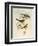 Tawny-Bellied Babbler (Dumetia Hyperythra)-John Gould-Framed Giclee Print