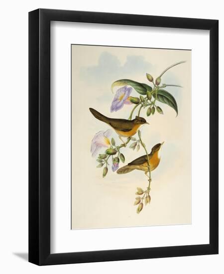 Tawny-Bellied Babbler (Dumetia Hyperythra)-John Gould-Framed Giclee Print