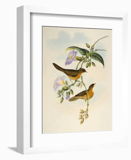 Tawny-Bellied Babbler (Dumetia Hyperythra)-John Gould-Framed Giclee Print