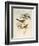 Tawny-Bellied Babbler (Dumetia Hyperythra)-John Gould-Framed Giclee Print