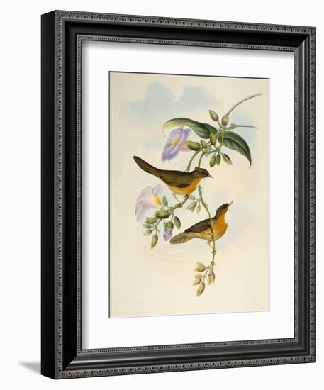 Tawny-Bellied Babbler (Dumetia Hyperythra)-John Gould-Framed Giclee Print