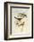 Tawny-Bellied Babbler (Dumetia Hyperythra)-John Gould-Framed Giclee Print