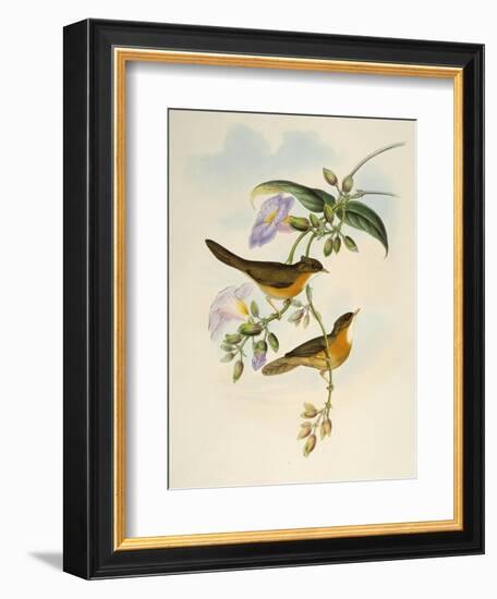 Tawny-Bellied Babbler (Dumetia Hyperythra)-John Gould-Framed Giclee Print