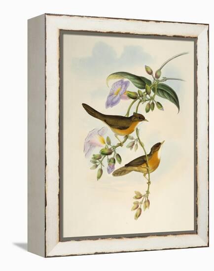 Tawny-Bellied Babbler (Dumetia Hyperythra)-John Gould-Framed Premier Image Canvas