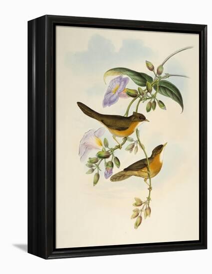 Tawny-Bellied Babbler (Dumetia Hyperythra)-John Gould-Framed Premier Image Canvas