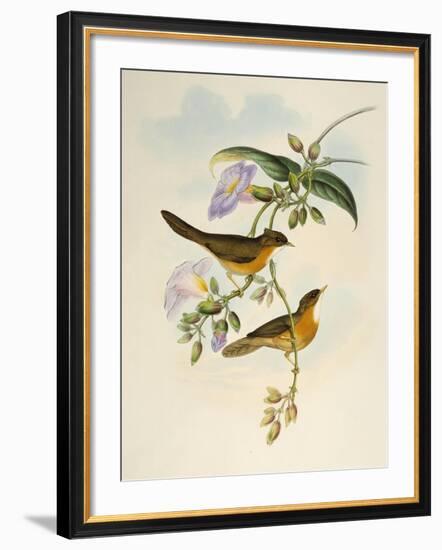 Tawny-Bellied Babbler (Dumetia Hyperythra)-John Gould-Framed Giclee Print